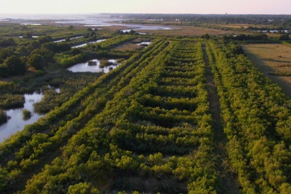 nonfictionplanet-dokumentation-invasion-der-pflanzen-05