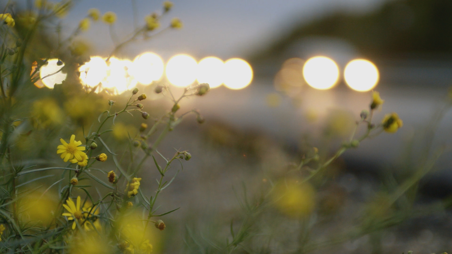 nonfictionplanet-dokumentation-invasion-der-pflanzen-01